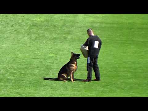 2021 SV BSZS TSB 1073 V3 Quantum v Schonen Rosen