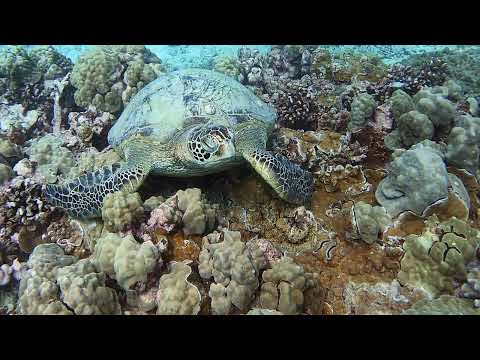 Underwater view of blue water and reef structures in Waikiki