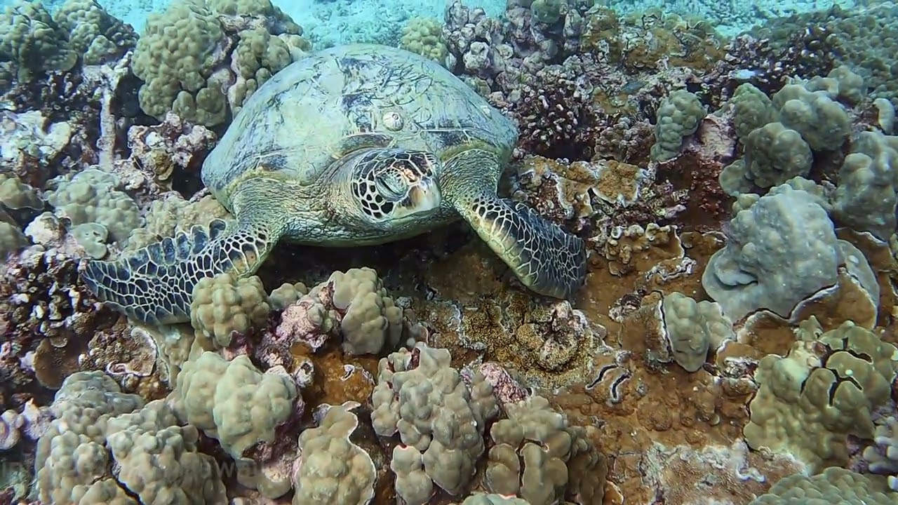 Group of snorkelers preparing for a tour on a boat off Waikiki