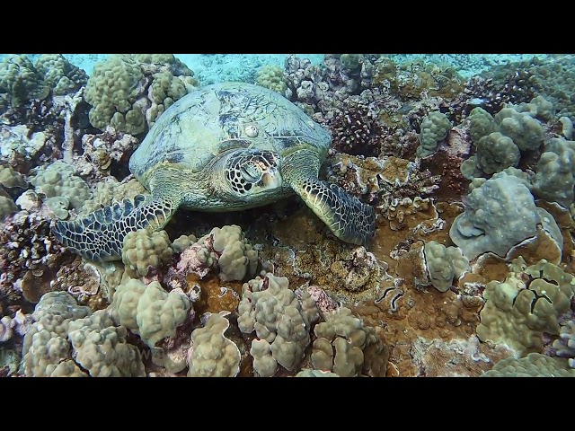 Close up view of a Green Sea Turtle swimming at Turtle Canyon