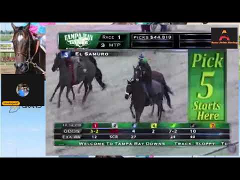 Tampa Bay Downs/Gulfstream for 1/26