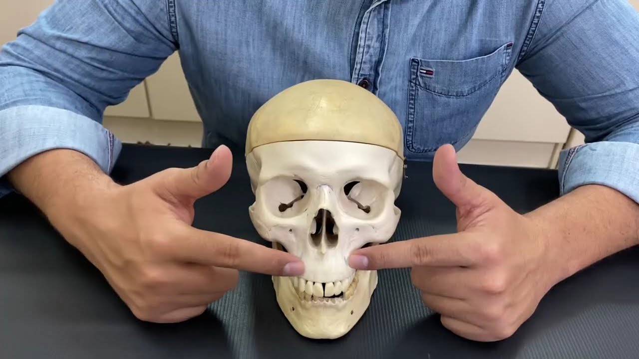 Acidentes Anatômicos da Cabeça - Anatomia do Sistema Ósseo