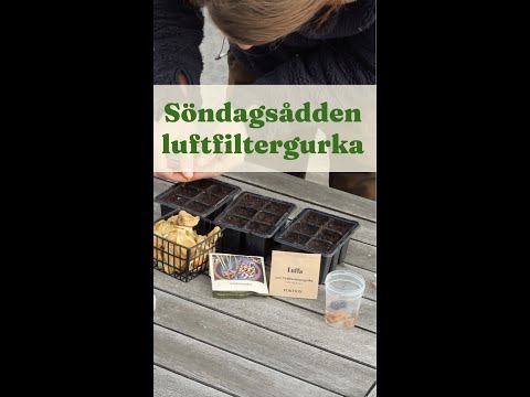 Söndagssådden Luftfiltergurka - Trädgårdshacks med GardenR