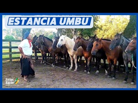 🎬 ESTÂNCIA UMBU LUGAR LINDO COM PESSOAS INCRÍVEIS/CAMPO SECO ROSÁRIO DO SUL-RS#cavalo#domador#prosas