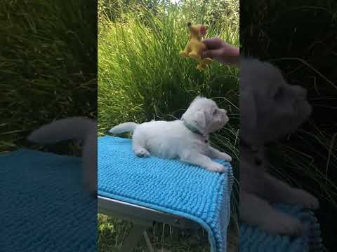 West Highland White Terrier puppy for sale