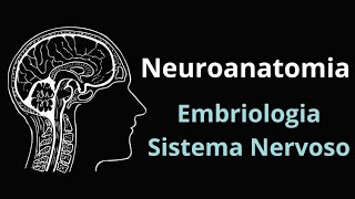 EMBRIOLOGIA DO SISTEMA NERVOSO.