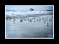 Ebb Tide (Earl Grant)