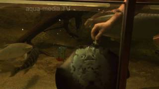 preview picture of video 'MONSTER FISH FEEDING with Michael Boettner'