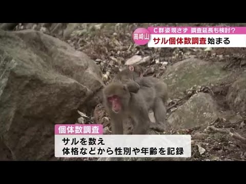 Monos en el monte Takasaki. Hay muchas nueces en las montañas y el grupo C no ha aparecido. La encuesta anual de población comienza en Oita.