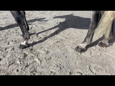 ILANA HOF TER BRUGGEN Z