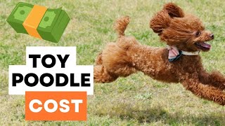 How much do Toy Poodles cost? (Price Guide)