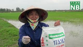 Kỹ thuật chăm sóc lúa mùa sau cấy