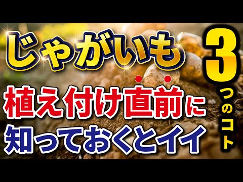 ジャガイモを敷くか植える - それが仕組みです 植物