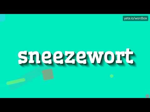 SNEEZEWORT - How to pronounce Sneezewort?