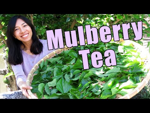 How To Harvest And Dry Mulberry Tea