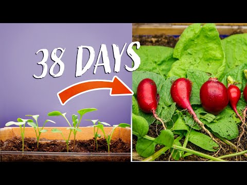 Growing Radish Time Lapse - Seed To Bulb in 38 Days