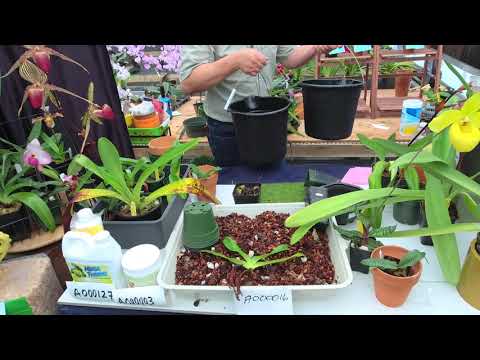 Norman Fang Live!  Episode 94 Repotting Paphiopedilum Orchids