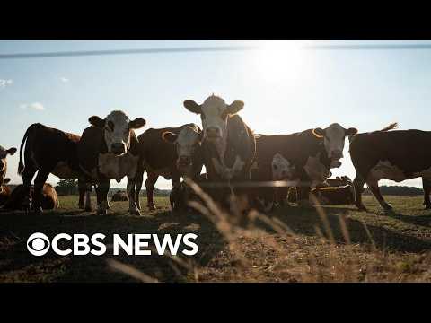 Rancher says Trump cutting tariffs on foreign beef could run him out of business