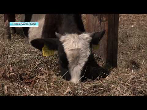 Недаглядзелі. На ферме ў Петрыкаўскім раёне загінулі цяляты видео