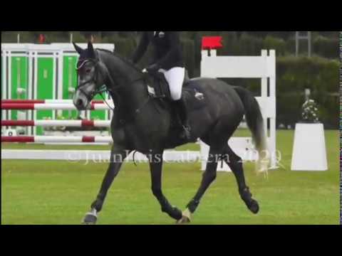 Arion Stud talk about their auction purchase