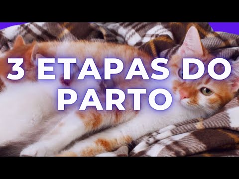 3 STAGES OF CAT BIRTH / STEP by STEP!