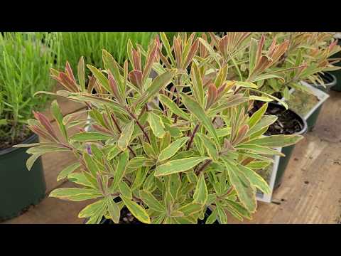 , title : 'Euphorbia 'Ascot Rainbow' (Spurge) // Very USEFUL perennial with UNIQUE foliage and flowers'