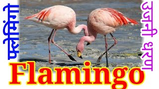 फ्लेमिंगो पक्षी Flamingo Point Ujani Dam उजनी धरण परिसर कोंढारचिंचोली ता.करमाळा jjharale