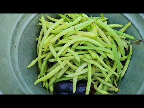 Which Produces MORE Wax Beans?   High tunnel or Garden?