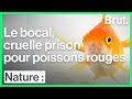Durée De Vie D Un Poisson En Aquarium