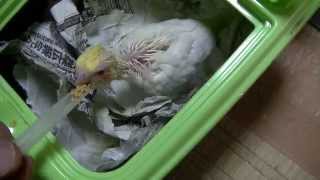 preview picture of video '福岡県手乗りインコ小鳥販売店ペットミッキン　さし餌をパクつくかわいいオカメインコのヒナ　福岡市　博多区　福岡市城南区　福岡市南区　福岡市東区　福岡市西区　福岡市中央区　小倉　八幡　戸畑　苅田町'