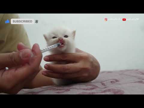 Giving milk to my hungry kitten