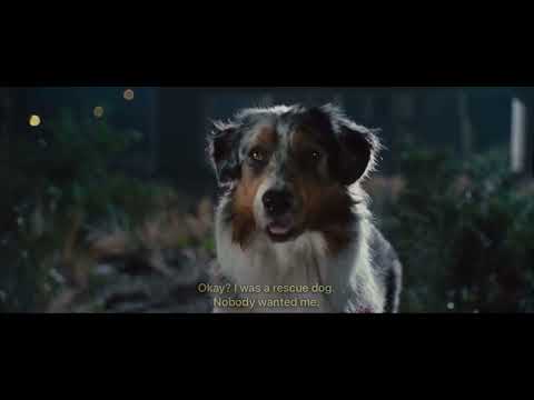 Marmaduke (2010) Marmaduke And Mazie Love Scene