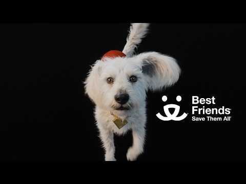 SUPERGIRL x Best Friends Animal Society