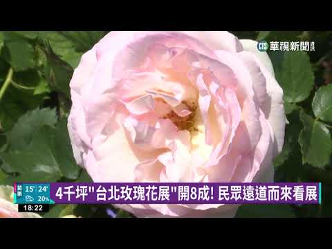 邊野餐邊賞花！　大安森林公園杜鵑花盛開