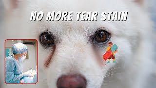 Removing dog Tear stains the NATURAL WAY