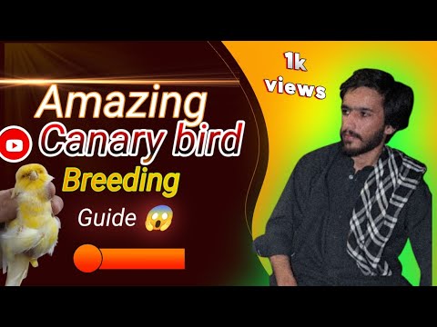 Complete Canary Bird Breeding Guide | Must-Know Tips for Success #birds #canary #birdsound #breeding