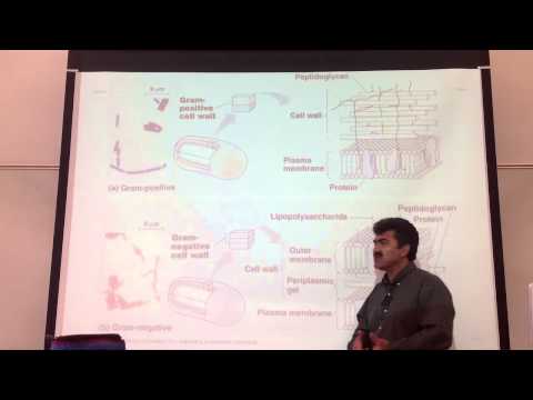 Bacteria and Archaea Lecture Part 1