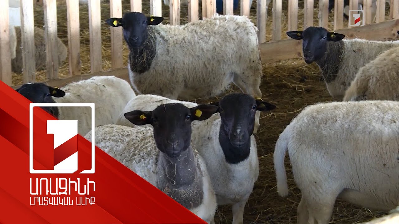 Բրուցելոզը կարող է հանգեցնել հաշմանդամության