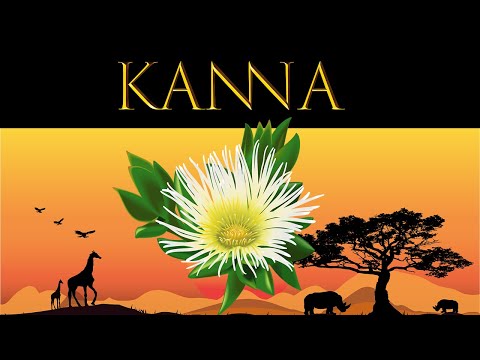 Kanna (sceletium tortuosum)