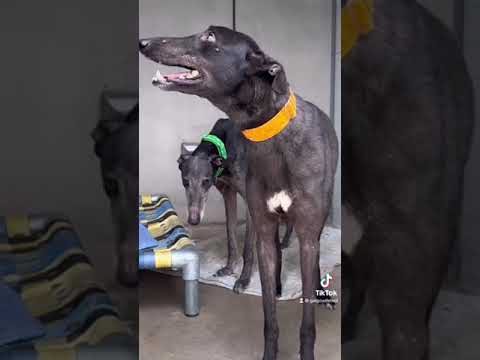 Greyhound George & Orfeo the galgo rescued!