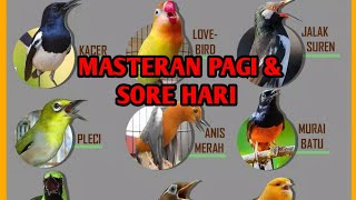 Download lagu Cocok buat masteran semua burung. mp3
