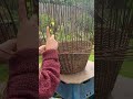 Weaving myself a willow laundry basket