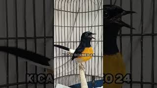 Download lagu Pancing emosi murai batu | 15 detik auto gacor #shorts mp3