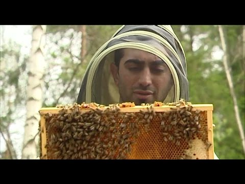Bee Welcome: Nyanlända med bikunskap hoppet för svensk honung - Nyheterna (TV4)