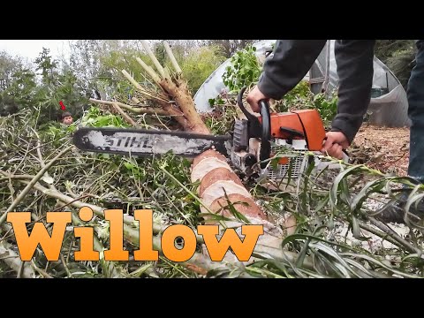 Grow your firewood willow cuttings - order online - Image 2