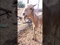Bakri Ka Awaaz In Farm Goat Sounds Goat Bakrikiawaaz