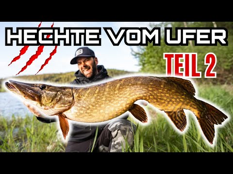 PB HECHT vom UFER fangen - So klappt's mit einem KAPITALEN Raubfisch im Mai