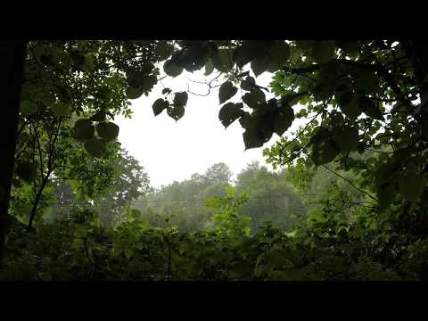 Rain Storm and Thunder 8 Hours / Rain Sounds for Relaxation