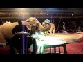 Shrine Circus 2011 3 Of 3