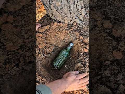 Making Soda with Pine Needles and Sugar Water #survival #bushcraft #lifehacks